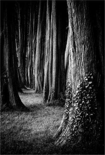 The Dark Glade (%!s(<nil>)) - 