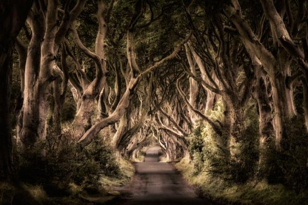The Dark Hedges (%!s(<nil>)) - 