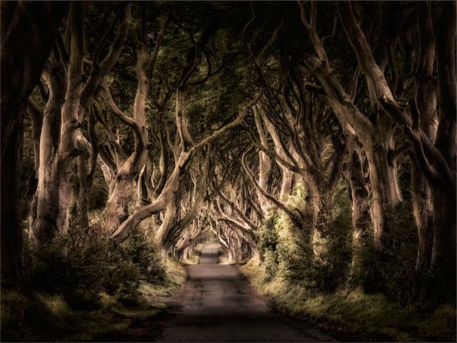 The Dark Hedges (%!s(<nil>)) - 