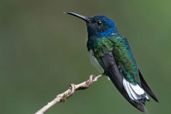 White-necked Jacobin (%!s(<nil>)) - 