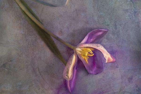 Floating Tulip (%!s(<nil>)) - 