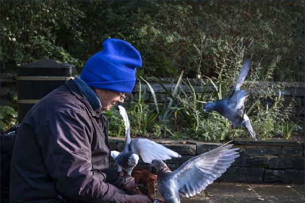 Pigeon Man (%!s(<nil>)) - 