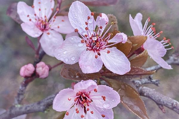 Spring Blossom (%!s(<nil>)) - 