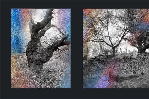 Trees in the Weave (%!s(<nil>)) - 