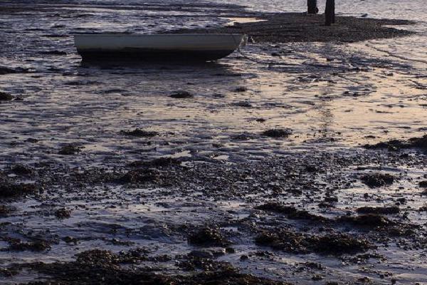 Two Mersea Birds (%!s(<nil>)) - 