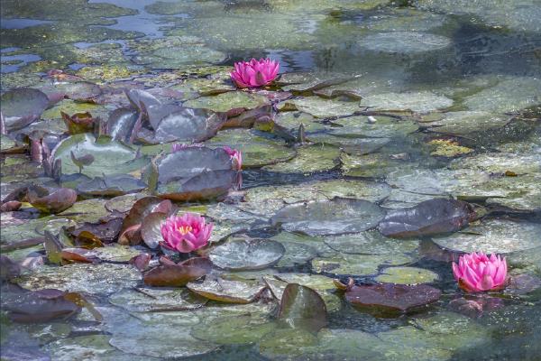 Water Lilies at Beth Chattos (%!s(<nil>)) - 