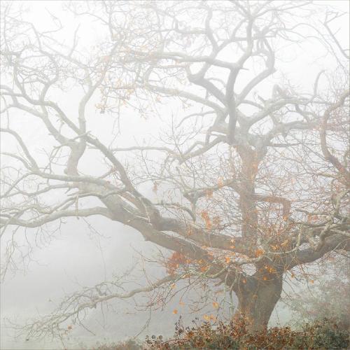 Autumn Hangs On (%!s(<nil>)) - 