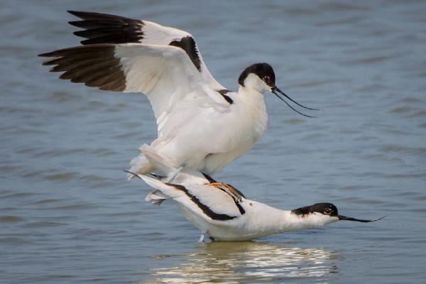 Avocets Mating (%!s(<nil>)) - 