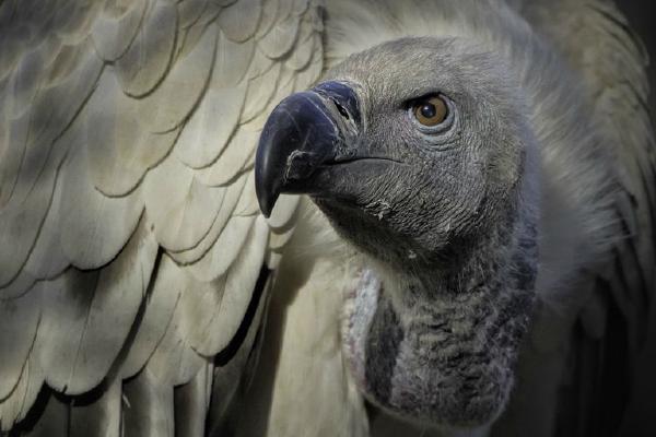 Black Backed Vulture (%!s(<nil>)) - 