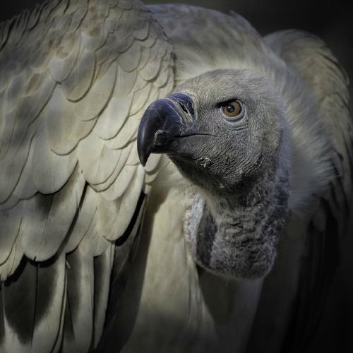 Black Backed Vulture (%!s(<nil>)) - 