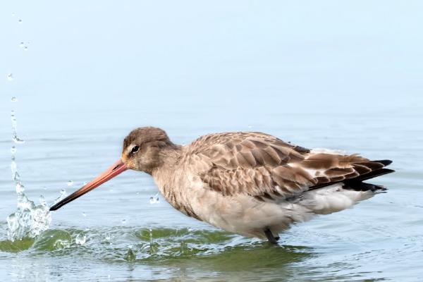 Black Tailed Godwit Fishing (%!s(<nil>)) - 