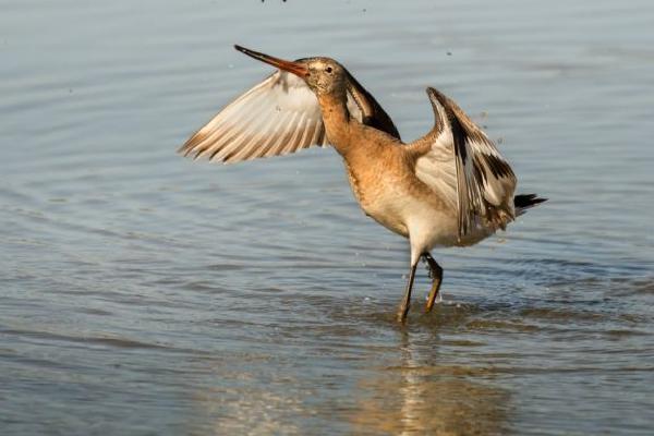 Black Tailed Godwits (%!s(<nil>)) - 