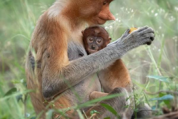 Borneon Probosis Monkey with Offspring (%!s(<nil>)) - 