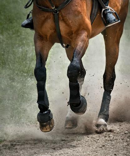 Galloping (%!s(<nil>)) - 