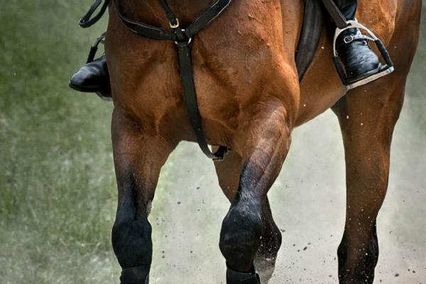 Galloping (%!s(<nil>)) - 