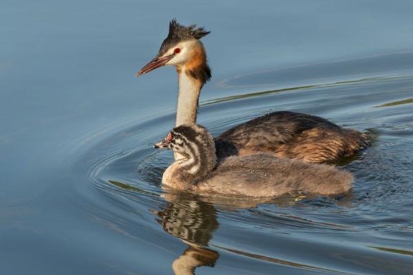 Grebe Mother & Chick (%!s(<nil>)) - 