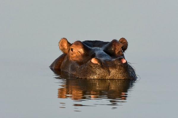 Hippo (%!s(<nil>)) - 