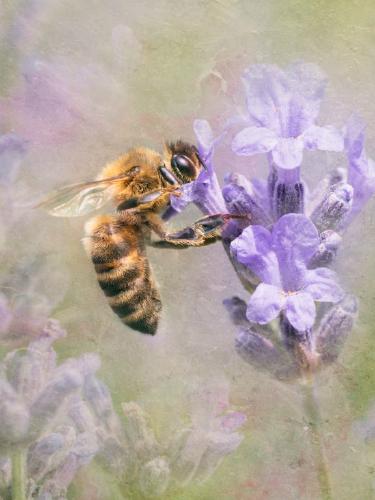 Honey Bee (%!s(<nil>)) - 