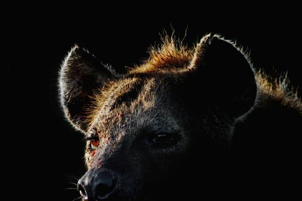 Hyena (%!s(<nil>)) - 