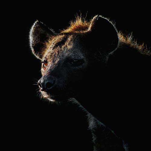 Hyena (%!s(<nil>)) - 