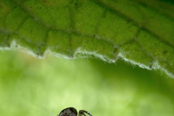 Incy Wincy Spider (%!s(<nil>)) - 
