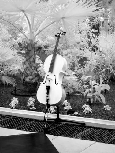 Music Amongst The Palms (%!s(<nil>)) - 