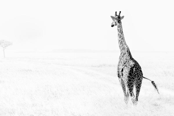 Roaming the Savannah (%!s(<nil>)) - 