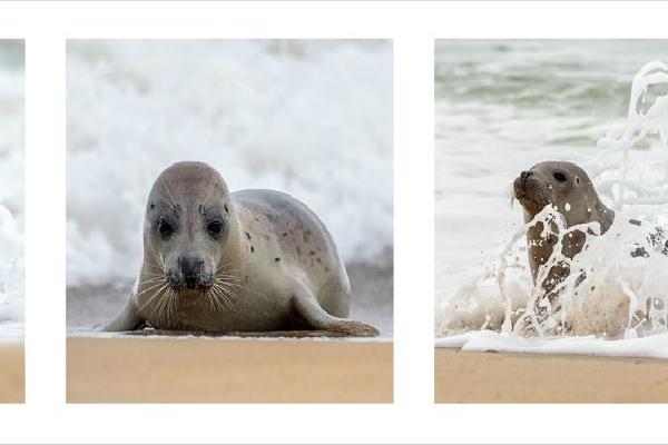 Seal Pup at play (%!s(<nil>)) - 