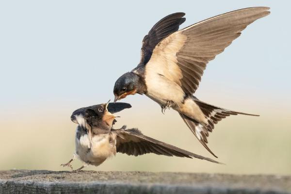 Swallow feeding Fledgling (%!s(<nil>)) - 