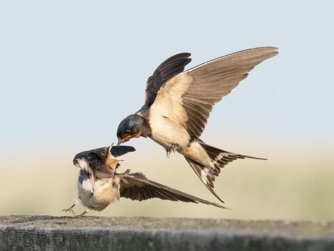 Swallow feeding Fledgling (%!s(<nil>)) - 
