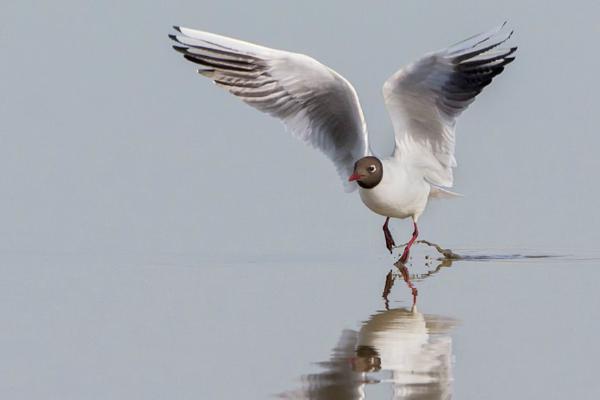 Take Off Black Headed Gull (%!s(<nil>)) - 