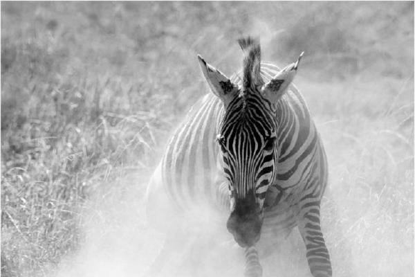 Zebra Dust Bath (%!s(<nil>)) - 