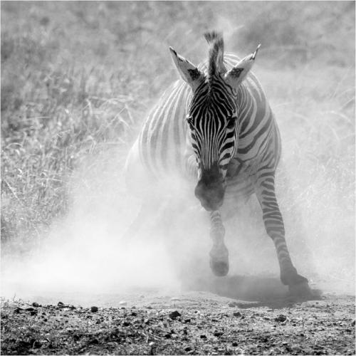 Zebra Dust Bath (%!s(<nil>)) - 