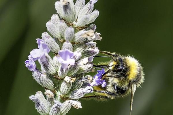 Bee-on-Lavender (%!s(<nil>)) - 