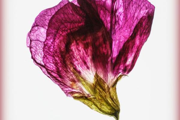 Sweet pea (%!s(<nil>)) - 