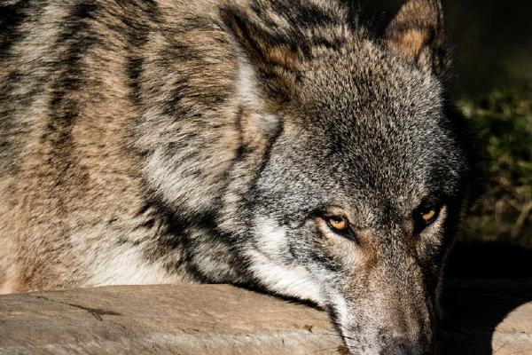 timber wolf drinking (%!s(<nil>)) - 