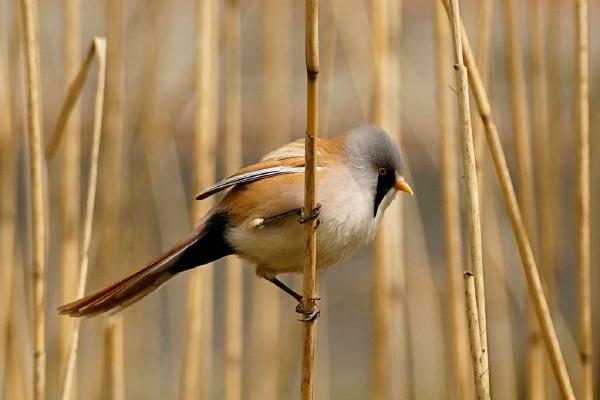 Bearded Tit (%!s(<nil>)) - 