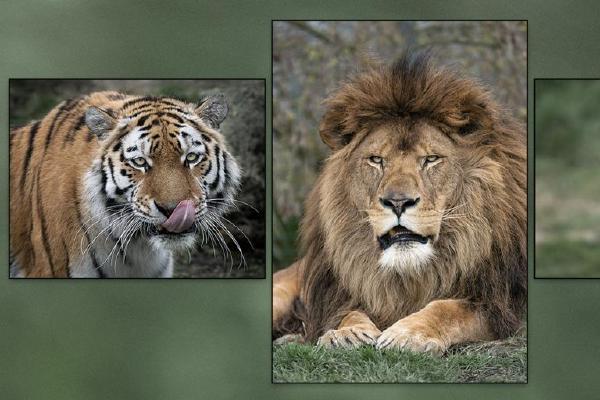 Big Cats (%!s(<nil>)) - 