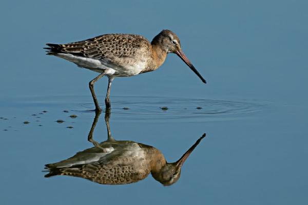 Black Tailed Godwit feeding (%!s(<nil>)) - 