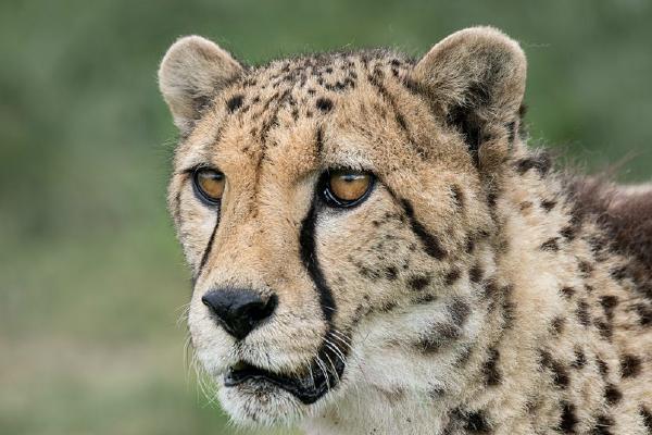 Cheetah (%!s(<nil>)) - 