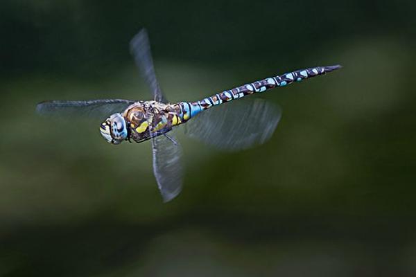Emperor Dragonfly in Flight (%!s(<nil>)) - 