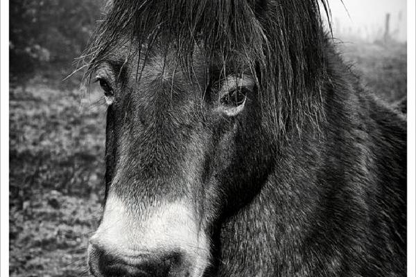 Exmoor Pony (%!s(<nil>)) - 