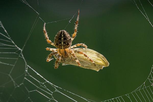 Garden Spider with Large White Butterfly (%!s(<nil>)) - 