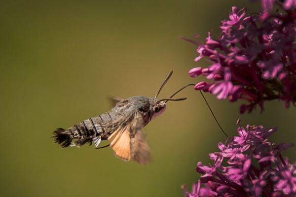 Humming Bird Hawk-Moth (%!s(<nil>)) - 