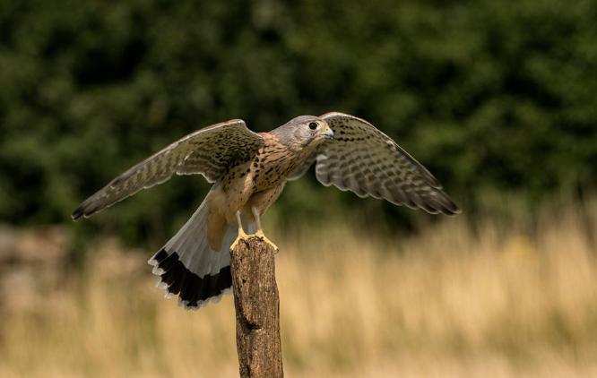 Kestrel Alighting (%!s(<nil>)) - 