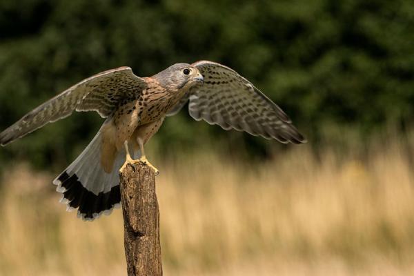 Kestrel Alighting (%!s(<nil>)) - 