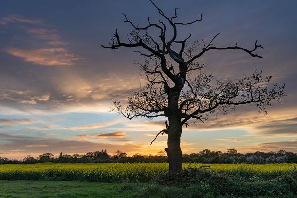 Lone tree at dusk in Gt Holland (%!s(<nil>)) - 