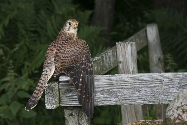 Mantling Female Kestrel (%!s(<nil>)) - 