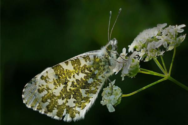 Orange Tip Butterfly (%!s(<nil>)) - 