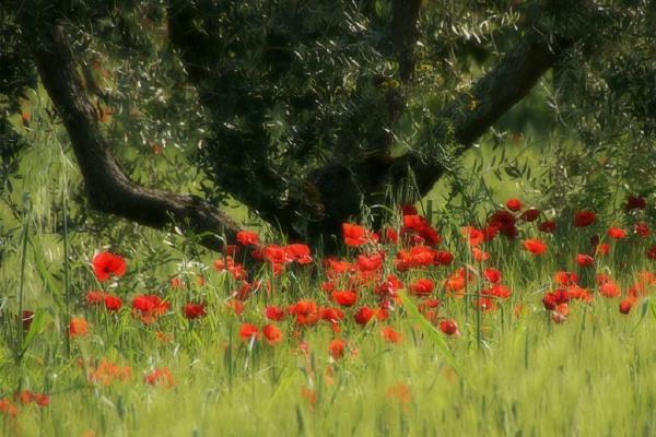 Poppys In The Olive Grove (%!s(<nil>)) - 